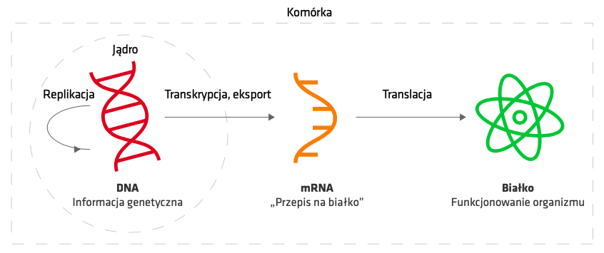 Schemat działania szczepionek mRNA przeciw COVID-19.