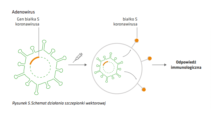Schemat działania wektorowych szczepionek przeciw COVID-19.