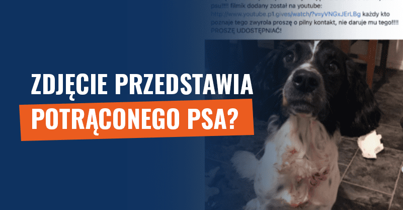 Zdjęcie potrąconego psa? Uwaga na próbę oszustwa!