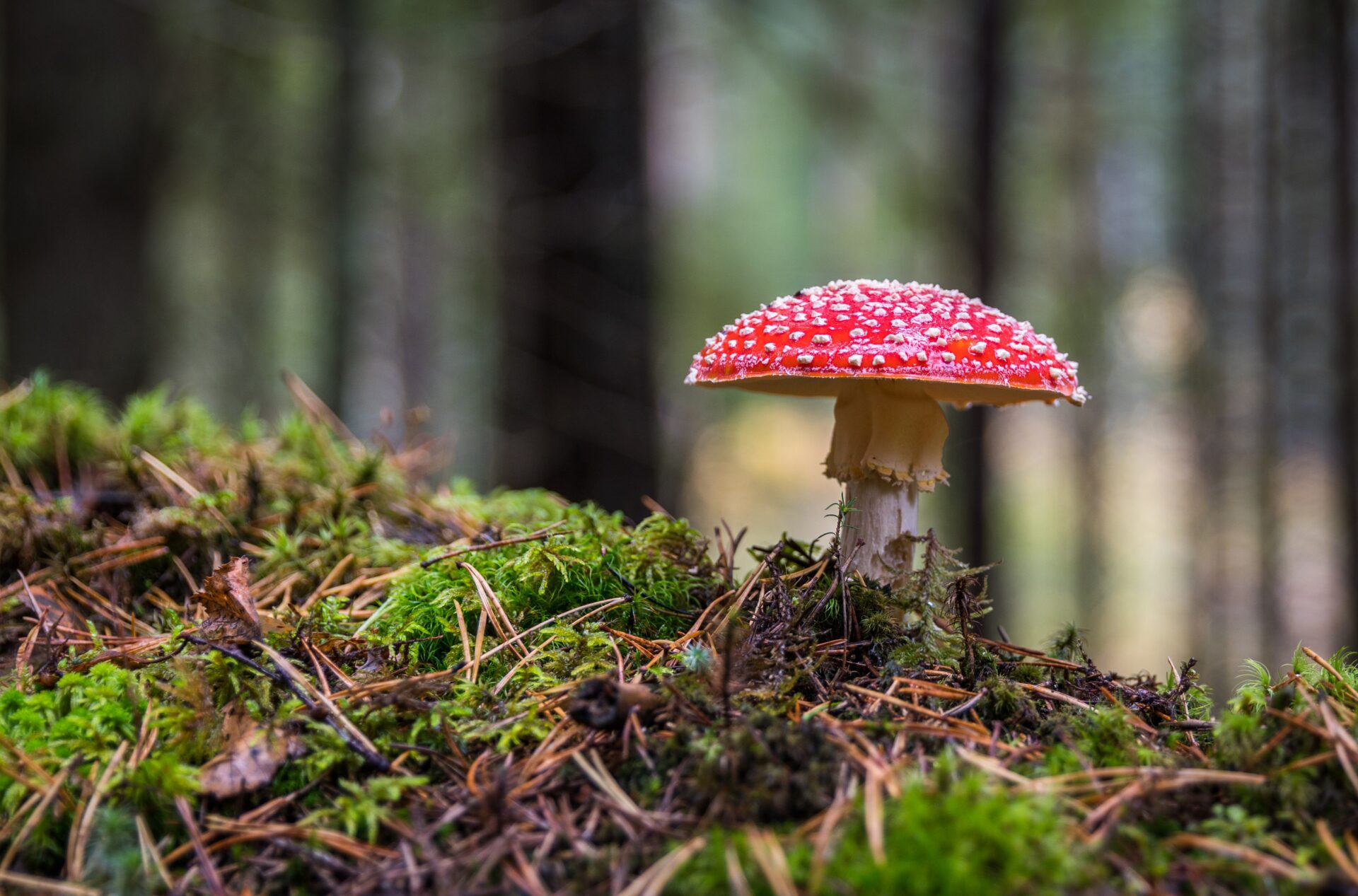 Jedzenie muchomora czerwonego ma same pozytywne efekty? Fałsz!