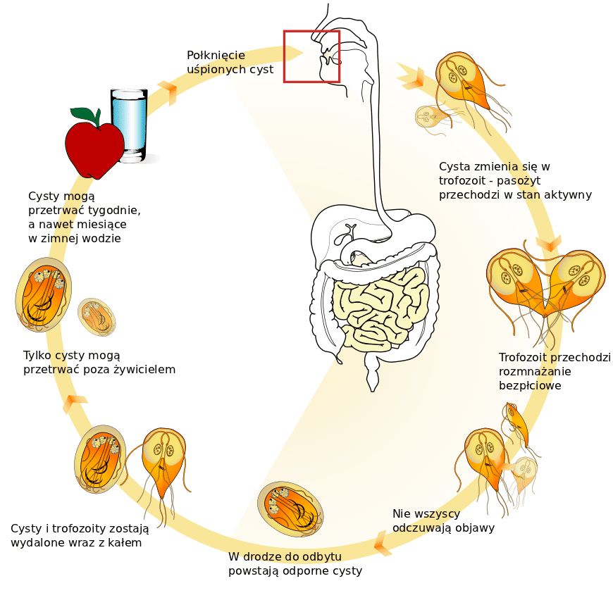 Cykl życiowy lamblii. Fot. LadyofHats / Wikimedia Commons / https://commons.wikimedia.org/wiki/File:Giardia_life_cycle_pl.png / CC0 1.0