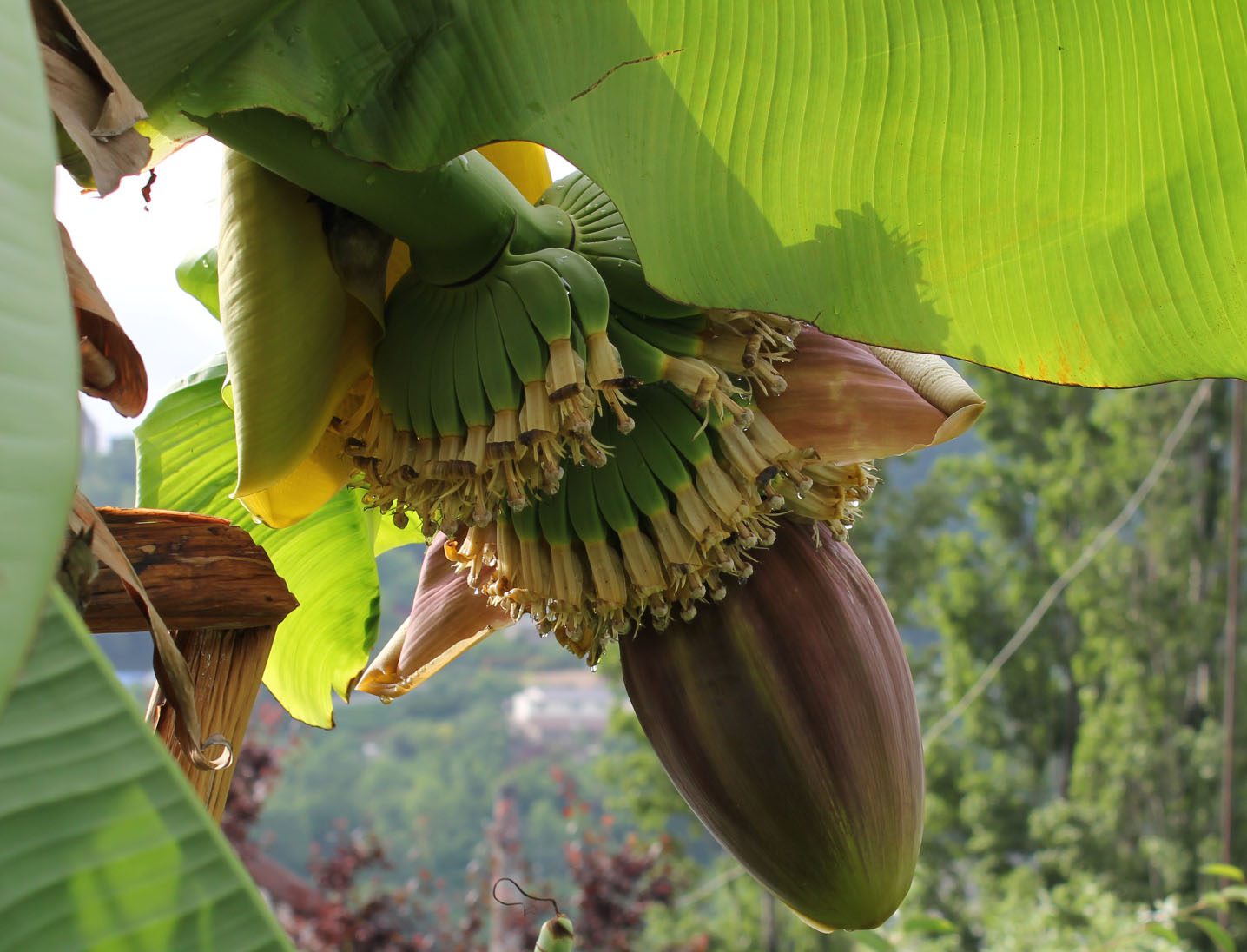 Kwiatostan bananowca. Fot. Popugayka / Wikimedia Commons / https://commons.wikimedia.org/wiki/File:%D0%A6%D0%B2%D0%B5%D1%82%D0%BE%D0%BA_%D0%B8_%D0%B7%D0%B0%D0%B2%D1%8F%D0%B7%D1%8C_%D0%B1%D0%B0%D0%BD%D0%B0%D0%BD%D0%B0_%D0%B2_%D0%A0%D0%BE%D1%81%D1%81%D0%B8%D0%B8.jpg / CC BY-SA 3.0
