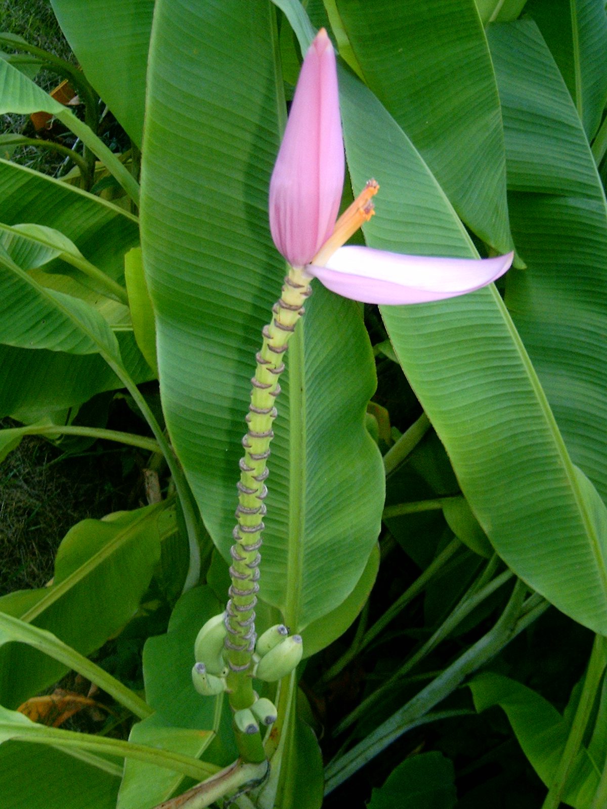 Kwiatostan bananowca. Fot. Ivan Ožjerjeljev / Wikimedia Commons / https://commons.wikimedia.org/wiki/File:%D0%A6%D0%B2%D0%B5%D1%82%D1%8B_%D0%B8_%D0%B7%D0%B0%D0%B2%D1%8F%D0%B7%D0%B8_%D0%B1%D0%B0%D0%BD%D0%B0%D0%BD%D0%B0.JPG / CC BY-SA 3.0