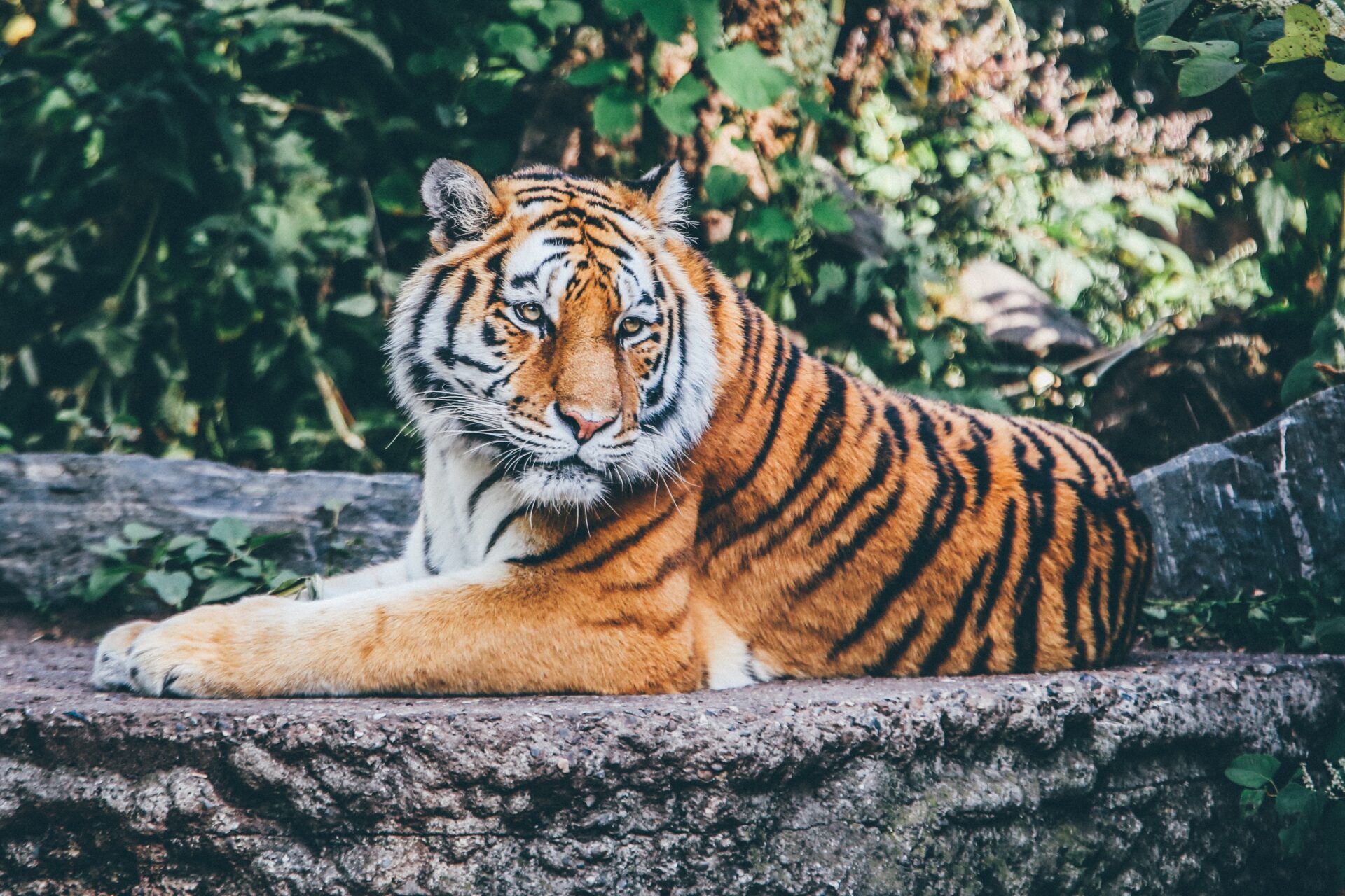 Tygrys i inne zwierzęta wypuszczone z paryskiego zoo? Fake news