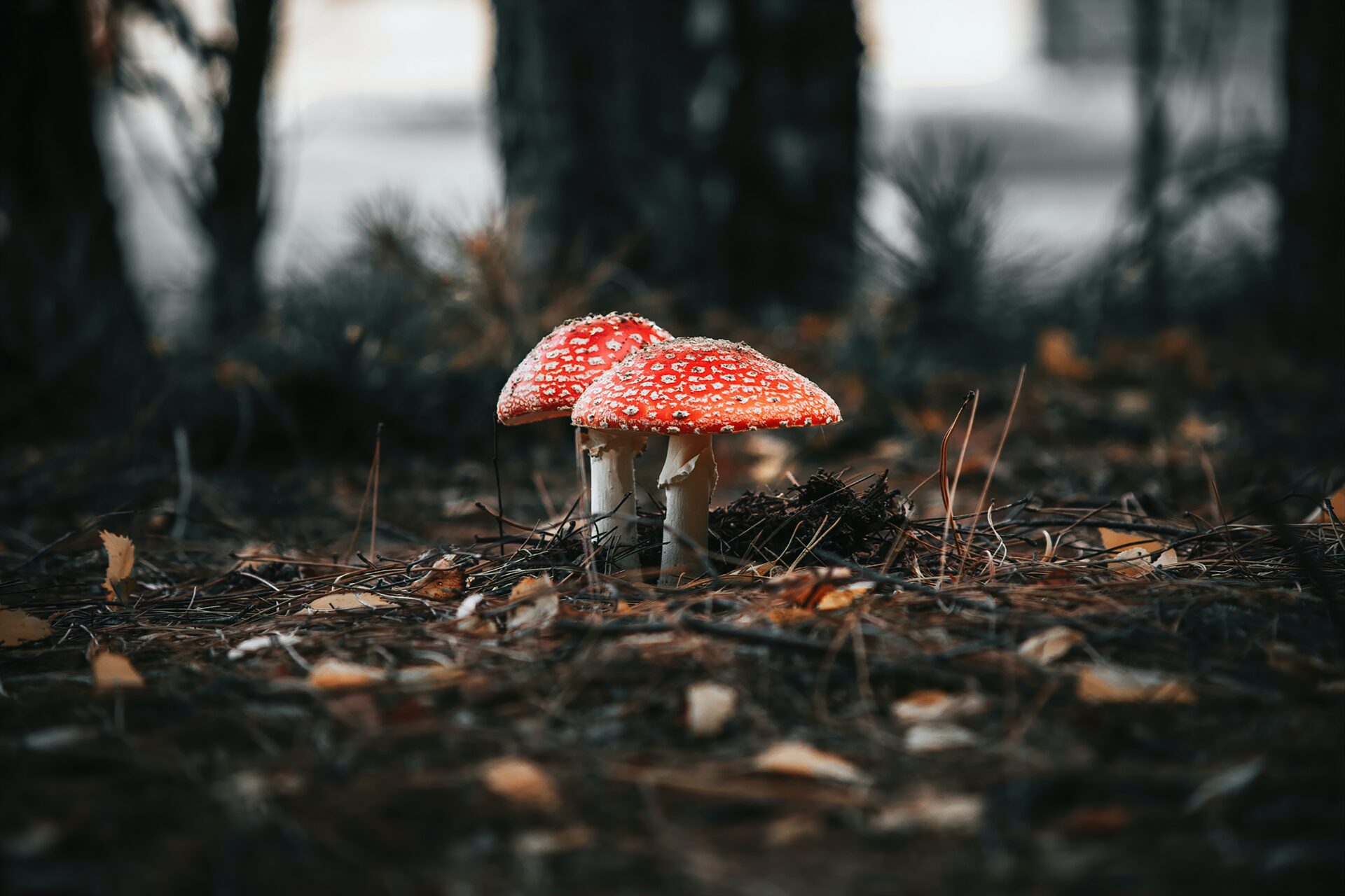 Muchomor czerwony to jadalne „lekarstwo”? Fałszywe informacje