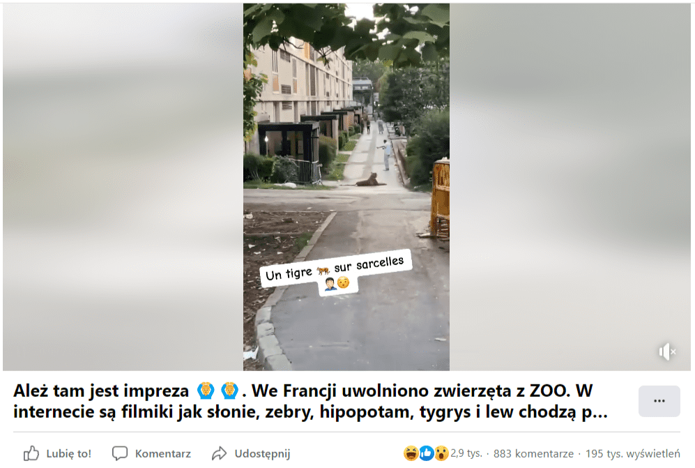 Zrzut ekranu z nagrania opublikowanego na Facebooku. Na nagraniu widać tygrysa, który leży na chodniku w miejskim otoczeniu. Na film zareagowało ponad 2,9 tys. osób i obejrzało go ponad 195 tys.