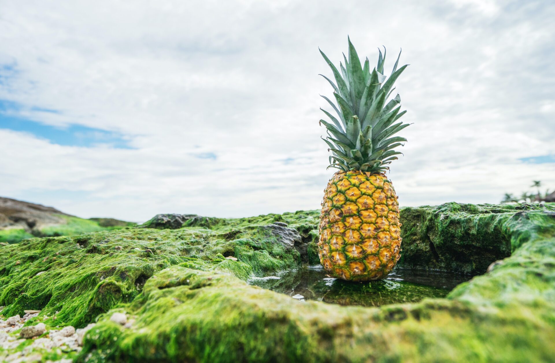 Ananas leżący na mchu