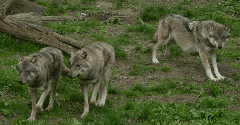 na zdjęciu dzikie wilki wędrujące po leśnej polanie